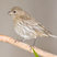 House Finch